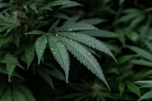 CBD, THC, taux de THC, conduite, législation, amende, infraction, permis de conduire, amende, réglementation, test de dépistage, sang