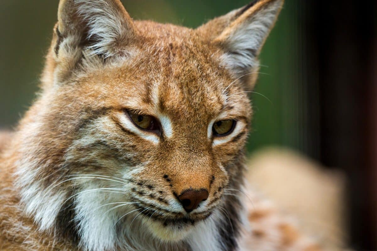 Portrait,of,eurasian,lynx.,portrait,of,wild,mammal